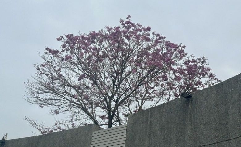 歲末年終將近，嘉市人氣景點觀光夜市文化公園，2棵風鈴木枝頭綻放粉紅色花朵，豔麗吸睛。（照片來源：聯合新聞網）