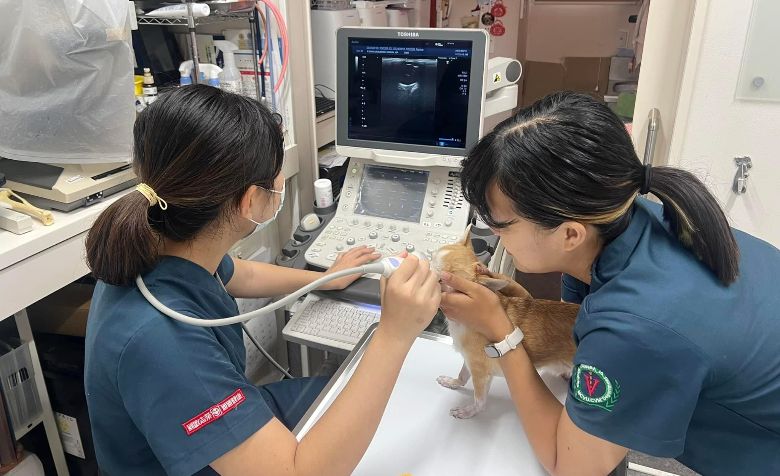 日本の動物病院で臨床実習を行う台湾の獣医学生。左は高智榆さん（嘉義大学、高さん提供）（中央社フォーカス台湾）