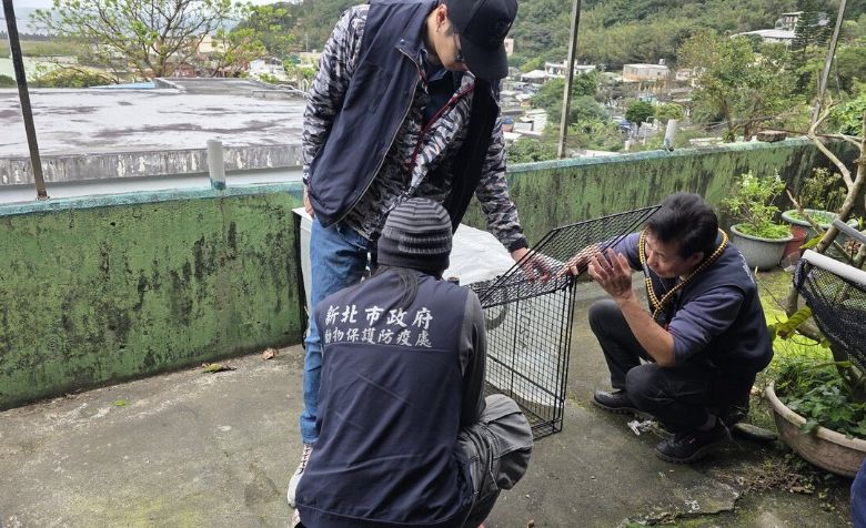 新北市動保處設置誘捕籠和陷阱，獼猴很聰明，會先測試搖晃籠子，確認沒有危險，才會進...(聯合新聞網)