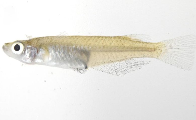 噶瑪蘭青鱂雄魚。（自由時報）