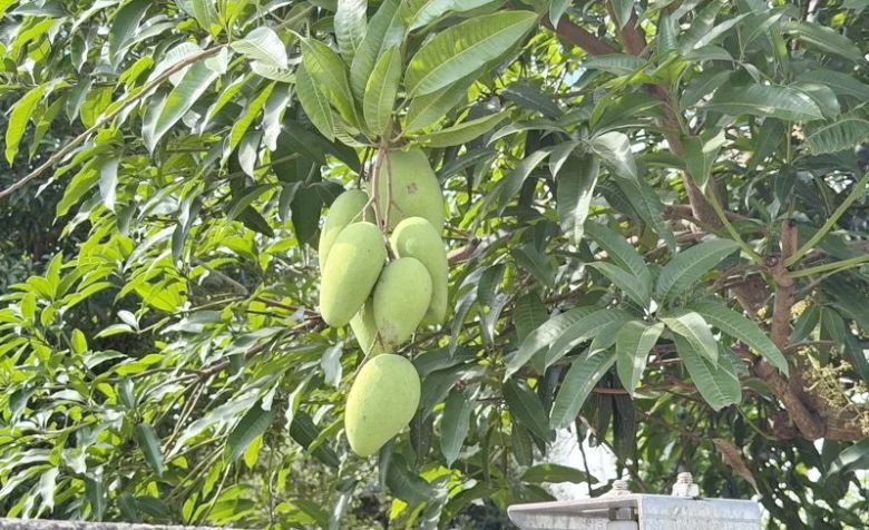 嘉義市樹木園土芒果樹冬天結實累累  嘉大植醫系林明瑩副教授說明原因