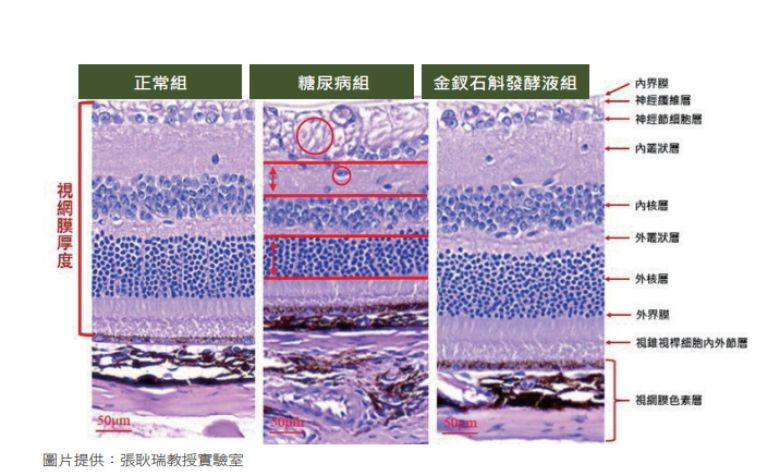 嘉大獸醫系張耿瑞教授研究發現  珍稀藥材金釵石斛可改善視網膜變薄及視神經節受損情形(長春月刊)