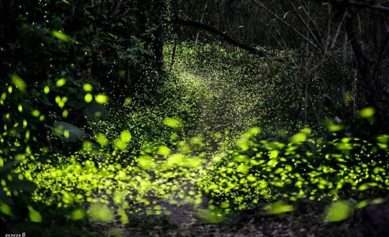 阿里山鄉山美部落令人嘆為觀止給的螢光大道。（自由時報）