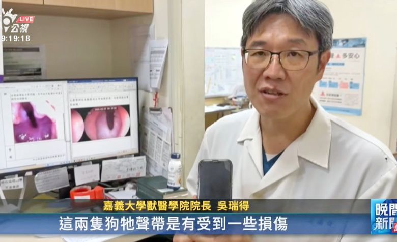 繁殖場犬隻孱弱疑被割聲帶  嘉義大學獸醫學院吳瑞得院長說明初步檢視結果(公視)