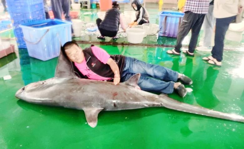 嘉義縣沿海漁船忙著追逐「烏金」蹤影，日前意外捕獲1尾巨大鯊魚，在東石鄉外傘頂洲周邊海域作業，意外拖網捕獲罕見的「細尾長尾鯊」，龐大身形現身東石漁市場，立刻吸引不少漁民與民眾圍觀。(聯合新聞網)