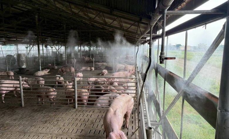 台灣豬農為了提升豬肉肉質與風味，在公仔豬出生後即去勢（閹割生殖器）。（自由時報）