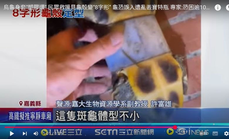 臺灣原生陸域班龜身套塑膠環龜殼變葫蘆形  嘉大生物資源學系許富雄副教授說明恐困逾10年