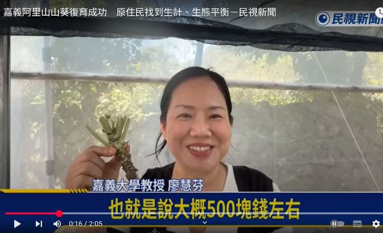 阿里山山葵在中海拔成功復育　嘉大協助原住民合作社開發綠金
