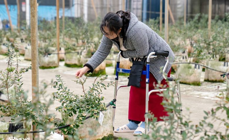 李虹萱受訪空檔也不忘動手照顧藍莓，展現農人本色。(客新聞)