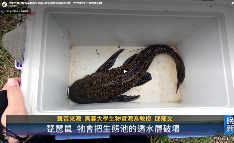 汶水生態池內逾半數為外來種 6次行動成功移除835隻(公視新聞網)