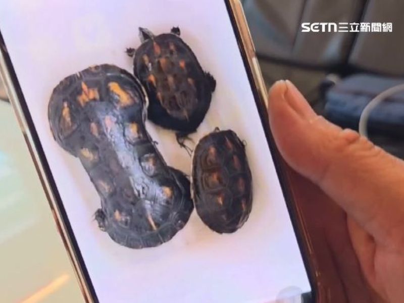 班龜身套塑膠環龜殼變葫蘆形 嘉大生物資源學系許富雄副教授說明恐困逾10年