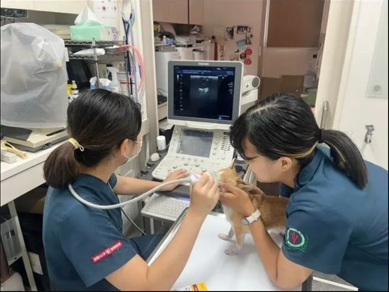 日本の動物病院で臨床実習を行う台湾の獣医学生。左は高智榆さん（嘉義大学、高さん提供）（中央社フォーカス台湾）