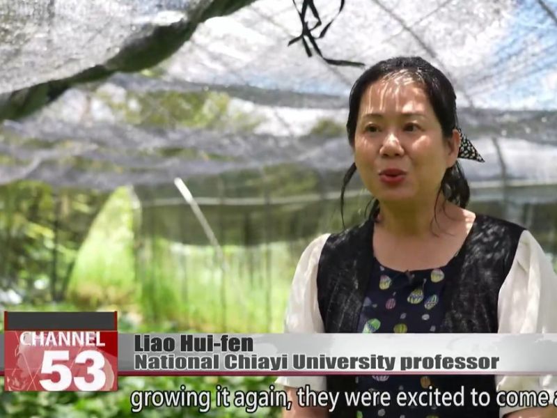 After 9 years, farmers successfully harvest wasabi again