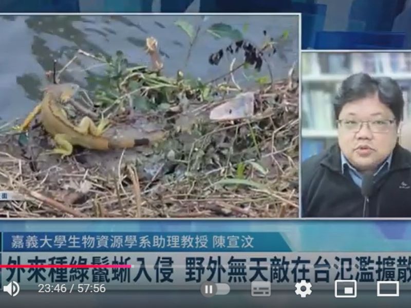 綠鬣蜥氾濫如何有效移除兼顧人道 嘉大生資系陳宣汶助理教授為您專業剖析