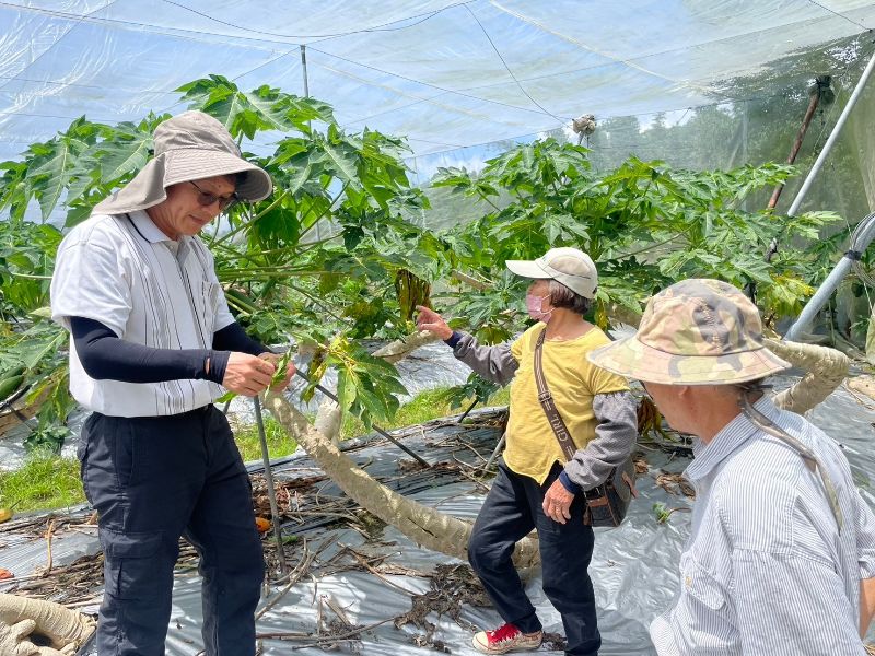 嘉大植醫系副教授林明瑩 (左)帶領學生於木瓜園內實際勘查病蟲害,共同解決產業困擾。(圖/嘉大提供)