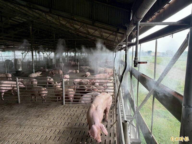 台灣豬農為了提升豬肉肉質與風味,在公仔豬出生後即去勢(閹割生殖器)。(記者林宜樟攝)