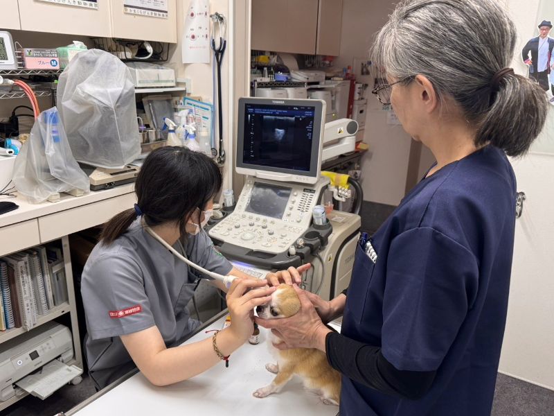 嘉大獸醫生赴日實習　觀摩海豚健檢、心臟超音波