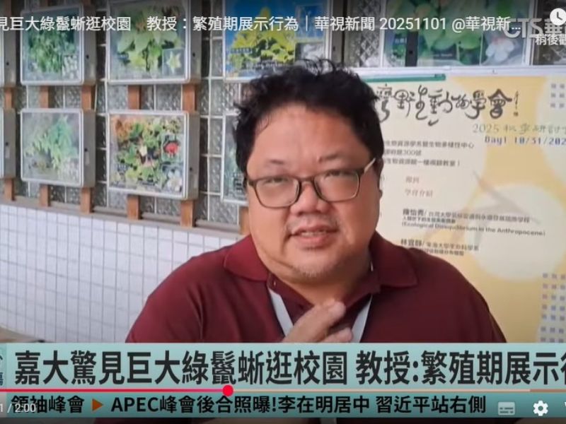 驚見巨大綠鬣蜥逛校園　嘉大教授：繁殖期展示行為