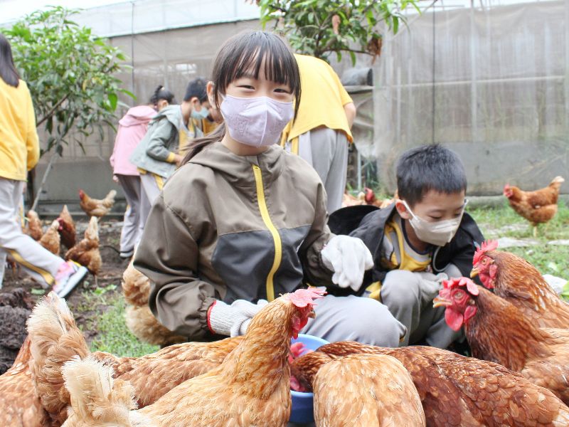 圖：民族國小學童以飼料或菜葉餵雞。（照片由蕭至惠教授提供）