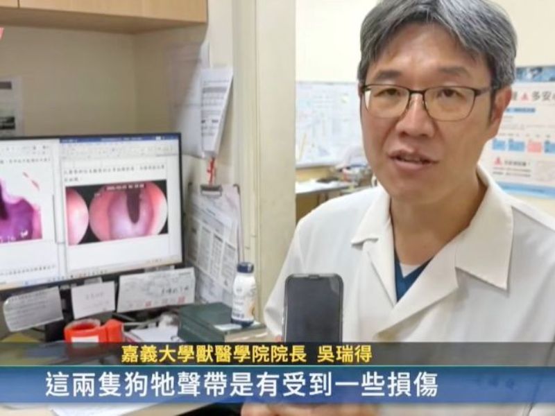 繁殖場犬隻孱弱疑被割聲帶  嘉大獸醫學院吳瑞得院長說明檢視結果