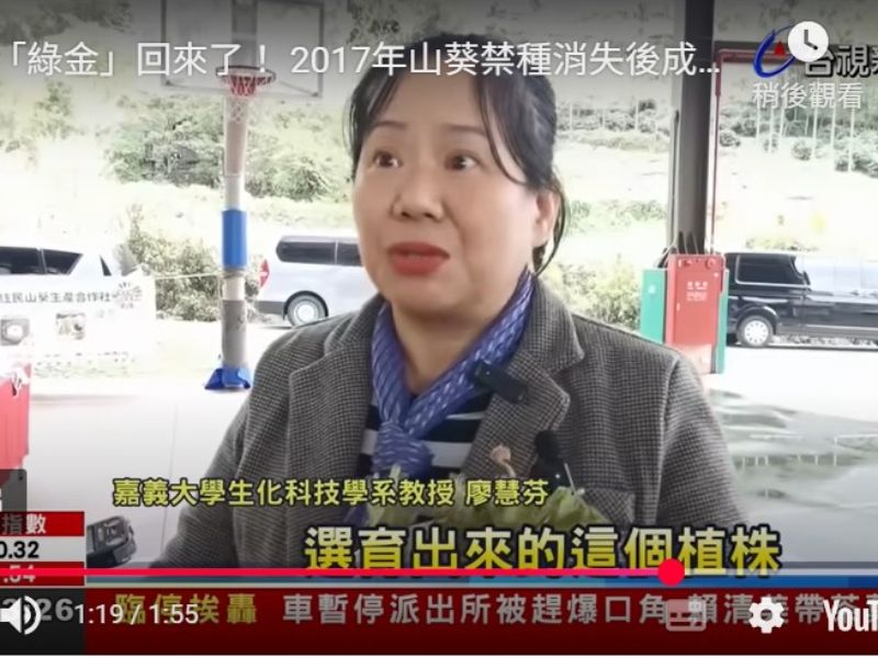 「綠金」回來了! 嘉大生化系廖慧芬教授指導阿里山原住民成功復育山葵