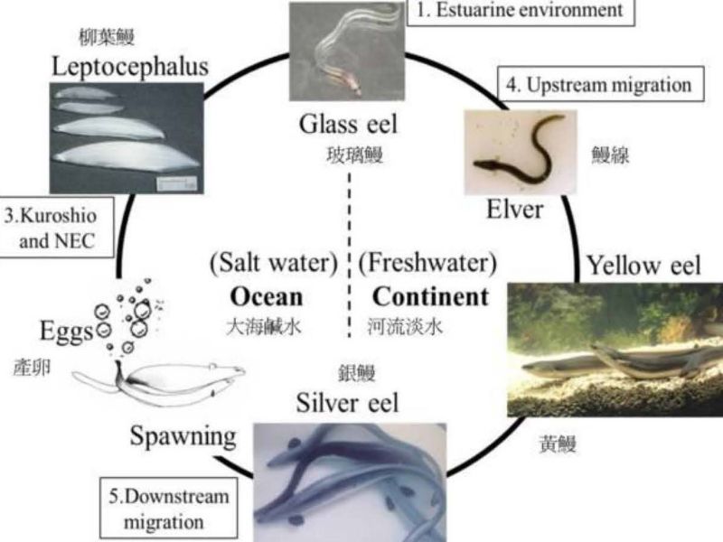 水生生物科學系專題演講1130311曾萬年.jpeg