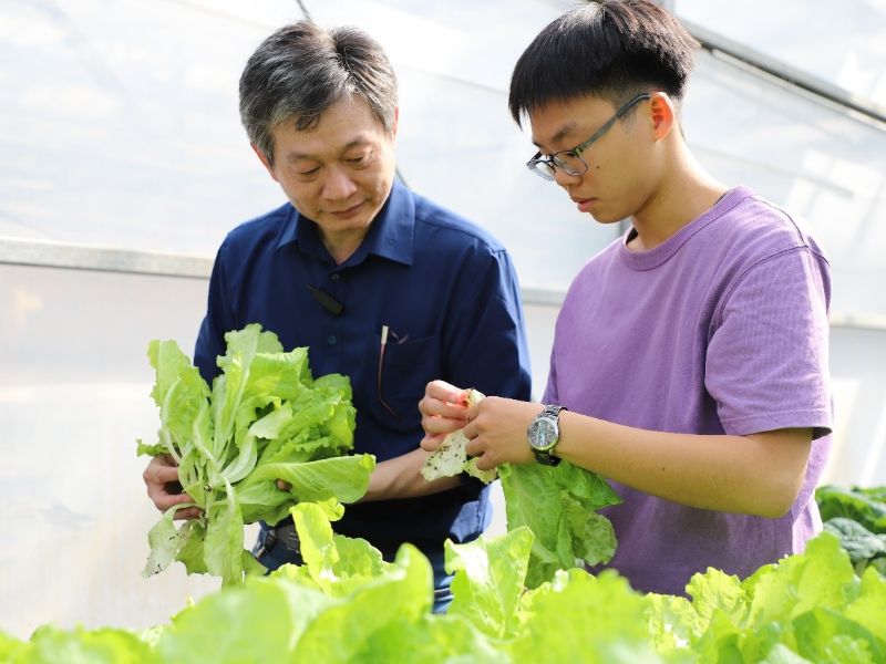 嘉大此次培育的健康蔬菜預計採收後全數贈予嘉義縣六腳鄉安仁育幼院。