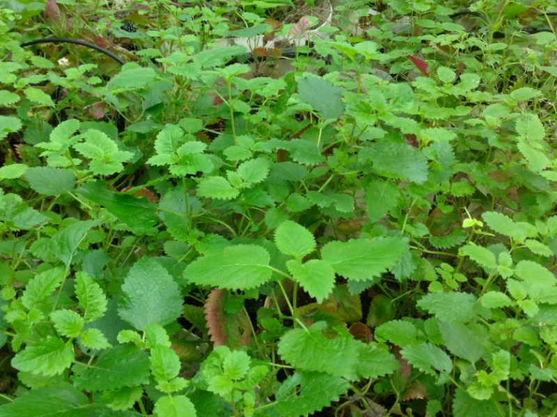 臺灣清冠一號濃縮製劑處方的主要藥材之一「薄荷」。(照片由研發處提供)