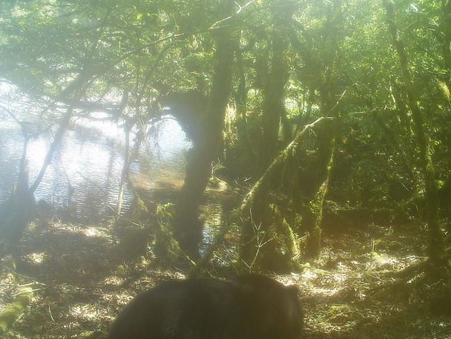 The researchers saw a Formosan black bear appearing in the Daguei Lake Wetland through the infrared automatic monitoring camera. 