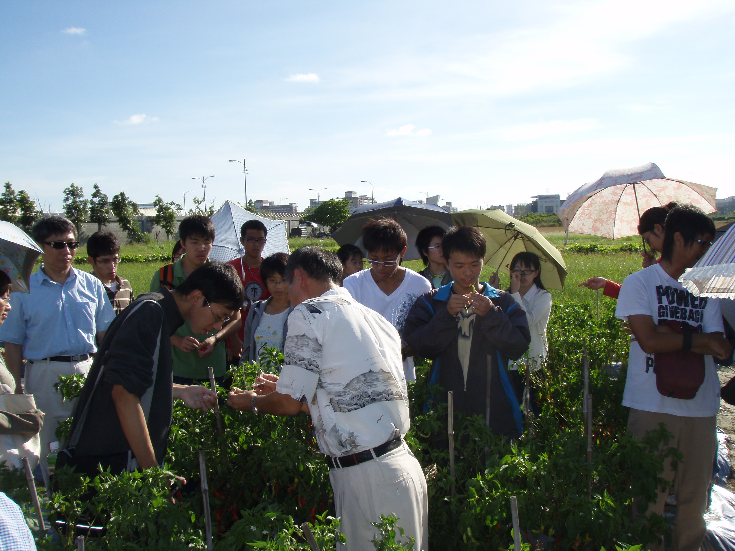 970812亞蔬中心田間植物病害觀察10