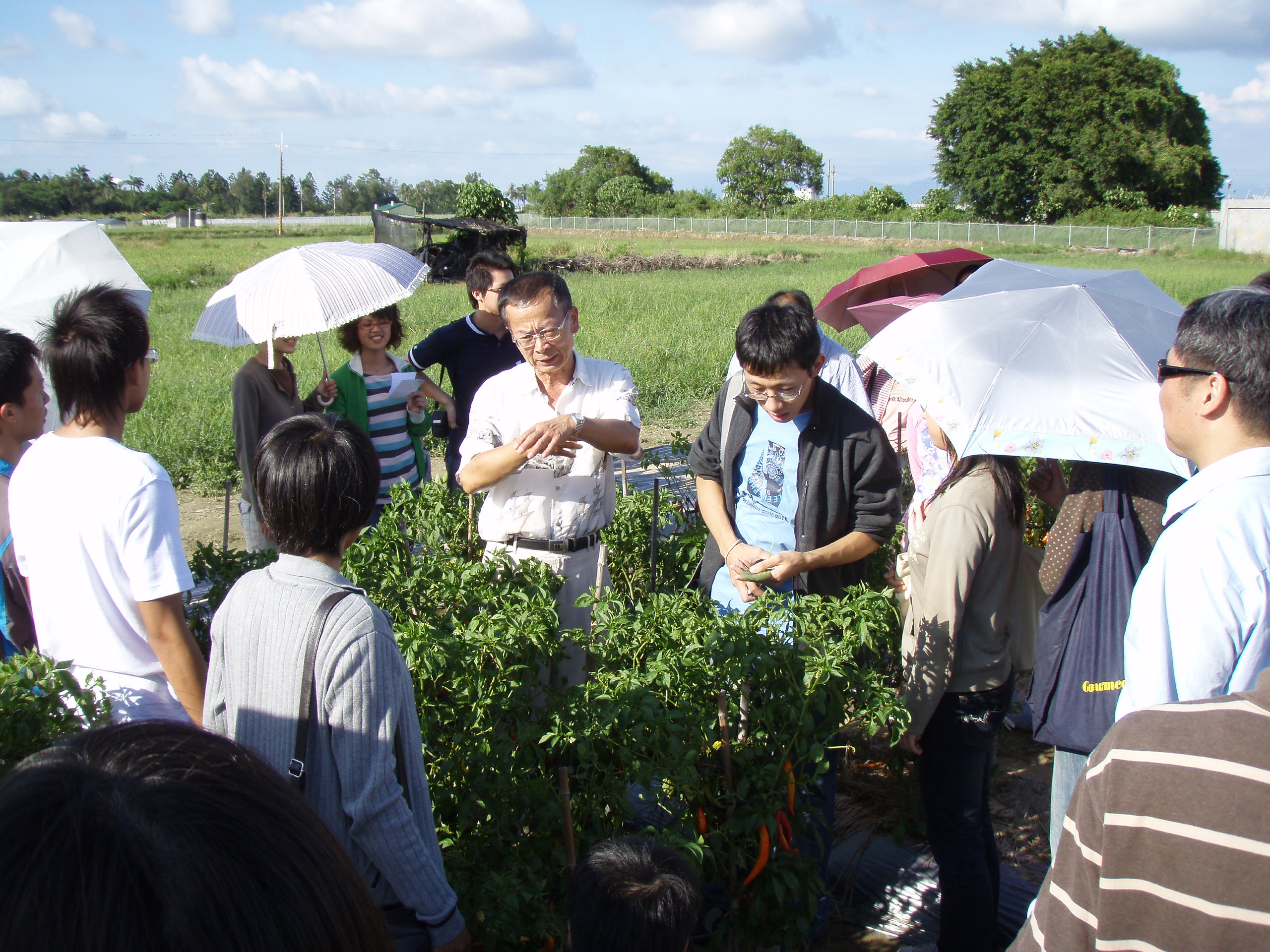 970812亞蔬中心田間植物病害觀察11