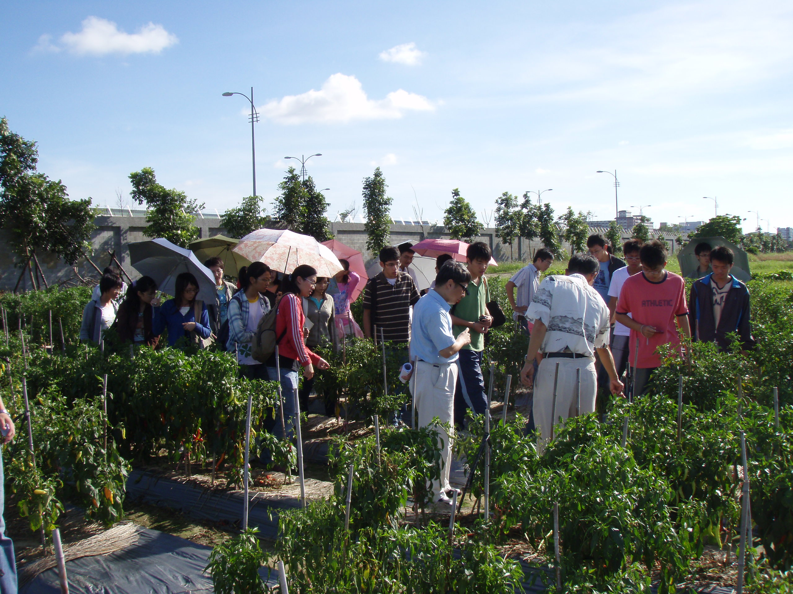 970812亞蔬中心田間植物病害觀察3