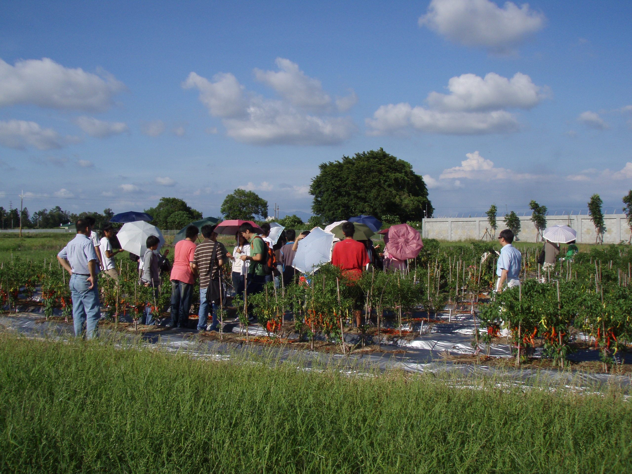 970812亞蔬中心田間植物病害觀察7