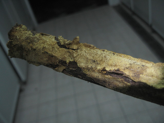 某種菌類-2.jpg