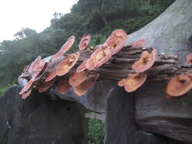某種菌類-3.jpg