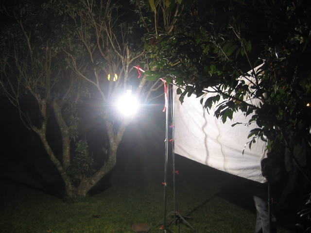 點燈夜間採集.jpg2